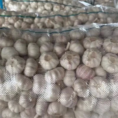New Crop Chinese Fresh qej nyob rau hauv Tej